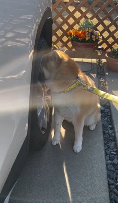 柴犬が隠れたのは…