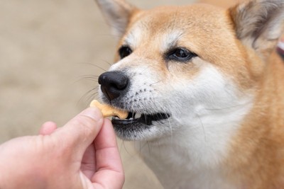 おやつを食べる犬