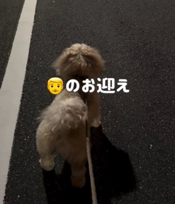 夜道を歩く犬