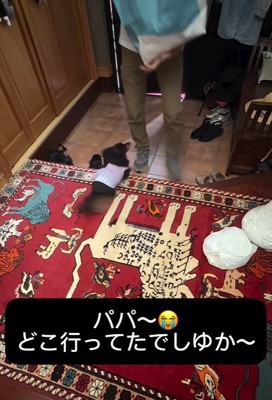 パパを出迎える小型犬