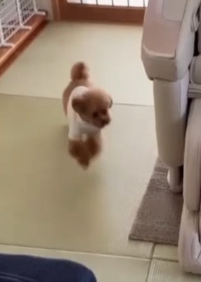 部屋を走る犬3