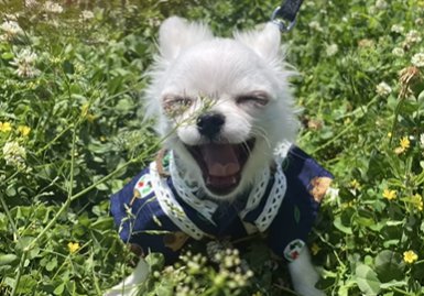 草原で大あくびをするチワワ