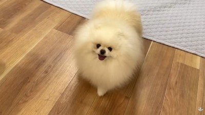 ポテチくんも笑顔でトコトコ…♪