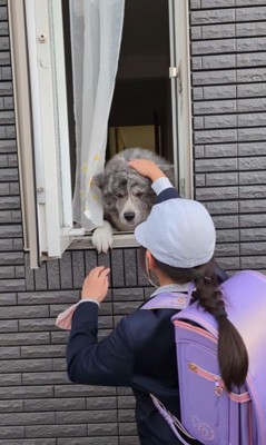 窓からお出迎えする秋田犬たち2