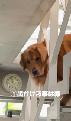 出かける飼い主を見つめる大型犬