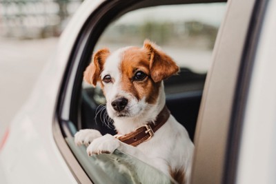 車の窓から外を見る犬