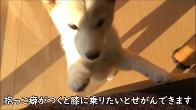 飛びつく犬