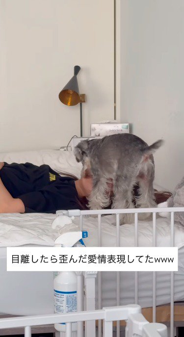 ベッドで仰向けになった女性の顔に自分の顔を近づける犬