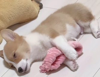 ヘアバンドを抱いて眠っている子犬