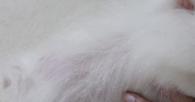 少しずつ毛が生えそろってきた、背中の患部