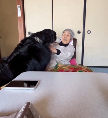 こたつに座るおばあちゃんに迫るバーニーズマウンテンドッグ