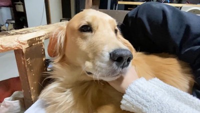 明らかに不満そうなお顔