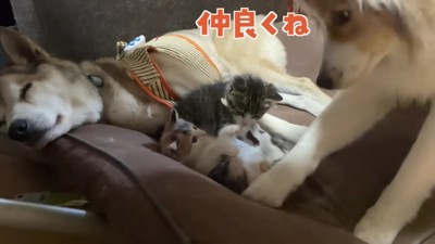 喧嘩の仲裁もお手の物