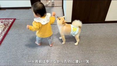 赤ちゃんを見上げる犬