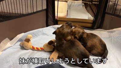 おもちゃを取られていじけるジャンボくん3
