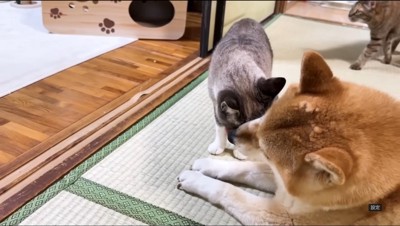 犬に頭を舐めてもらう猫