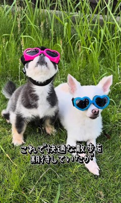 チワワ三兄弟のための購入品紹介3