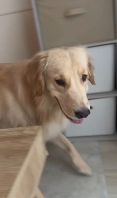 困惑する麹くん3