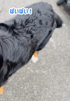 去っていく犬の後ろ姿