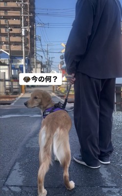 驚く犬