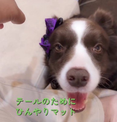 ひんやりマットを購入
