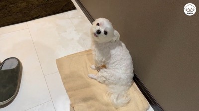 ナナくんとパパさんの再会⑩