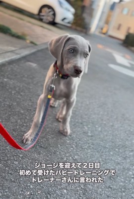 散歩する子犬