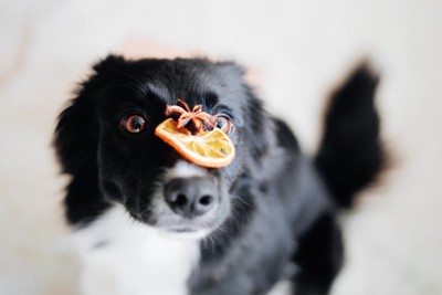 マズルにシトラスを乗せる犬