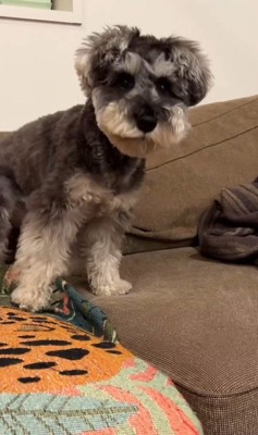 ぺぺ君が注意された時の反応4