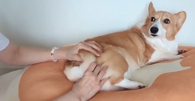 おしりを揉む飼い主を見つめる中型犬