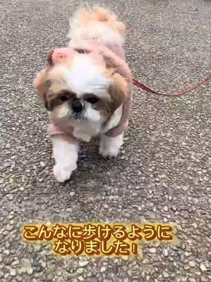 歩けるようになったぽてりちゃん