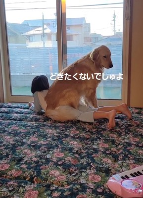 下を向く大型犬