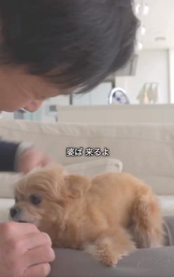 慌てるあのちゃん