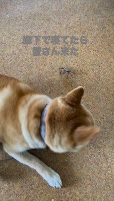 体を起こしてカニの方を見る犬