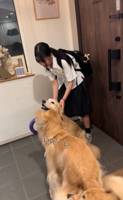 集合する大型犬