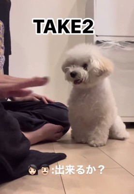 床に座っている白い犬