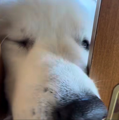 ドアップで迫る犬