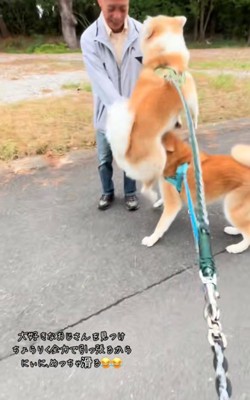 ジャンプする秋田犬