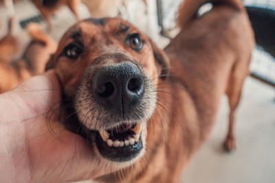 笑顔の茶の犬、手をそえる