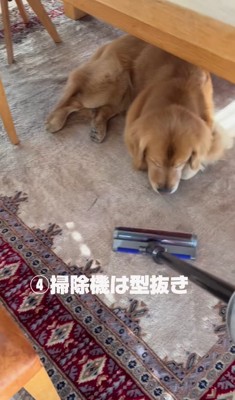 掃除中動かない大型犬