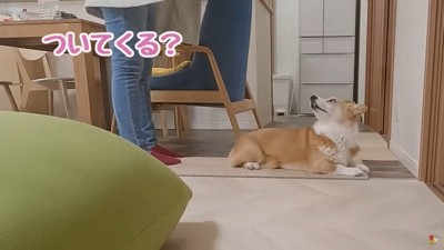 女性の方を見る犬