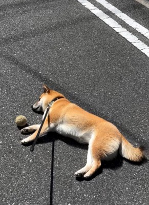 散歩を拒否する犬