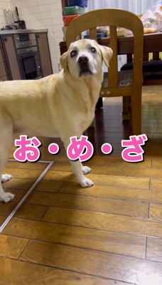 少し離れたところから飼い主を見つめる犬