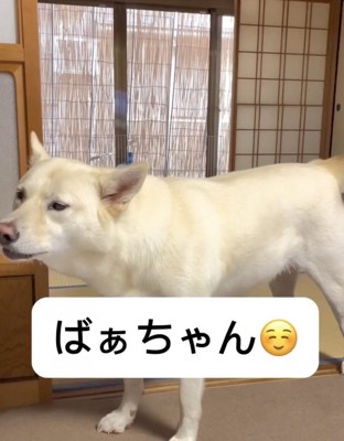 白い犬