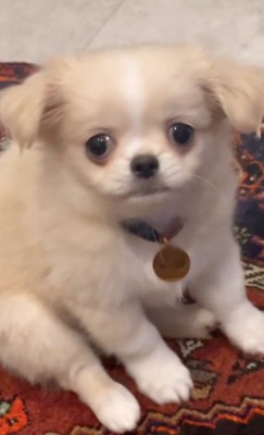 困り顔の犬
