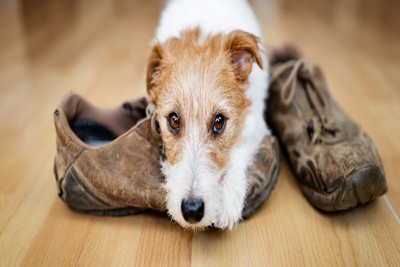 靴の上に伏せる犬