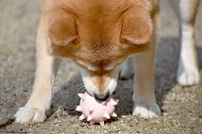 柴犬の頭頂部のアップ