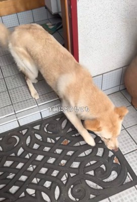 外へ出る犬