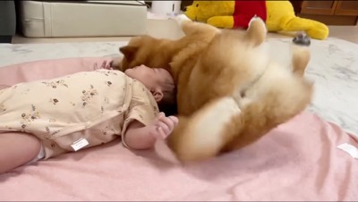 赤ちゃんに背中を擦り付ける柴犬