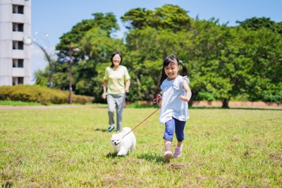 芝生の上で少女と散歩する犬